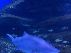 -海合安武汉极地海洋公园