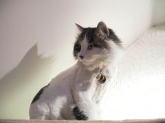 叫做死猫的家伙(￣～￣) ~~-Sirena海妖日咖夜酒