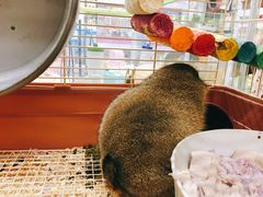 -钓仓鼠(洋桥北里小区店)