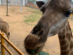-西霞口神雕山野生动物世界