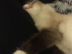 -猫色咖啡·猫咖