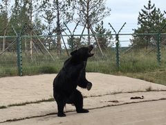 -鄂尔多斯野生动物园