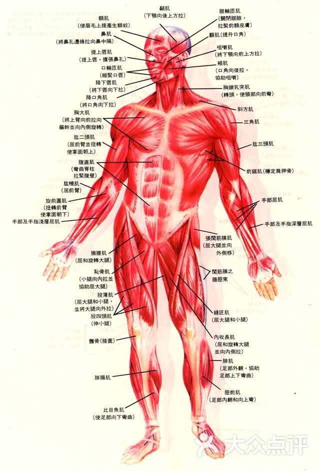 人体拓扑结构图片