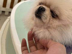 -怪兽屋·羊驼·猫咖·狗咖(俊华广场店)