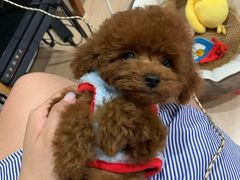 -爱侣宠医·鹦鹉专科·小型哺乳类·异宠专科(灵石路店)