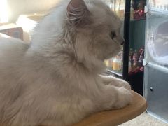 -泰国佛·塔罗·泰牌狐仙古曼