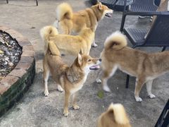 -柴犬高等学院·狗咖·柴犬售卖·宠物训练