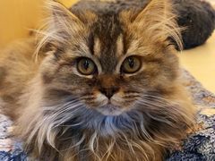 -momokira米努特·德文卷毛猫·棉花面纱犬