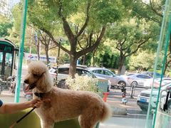 -瑞派申生动物医院·24H夜诊·国际动物医疗中心·骨外科(吴中路店)
