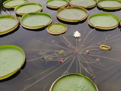 -荷塘月色湿地公园·向阳花洲