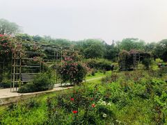 -宜兴龙背山森林公园