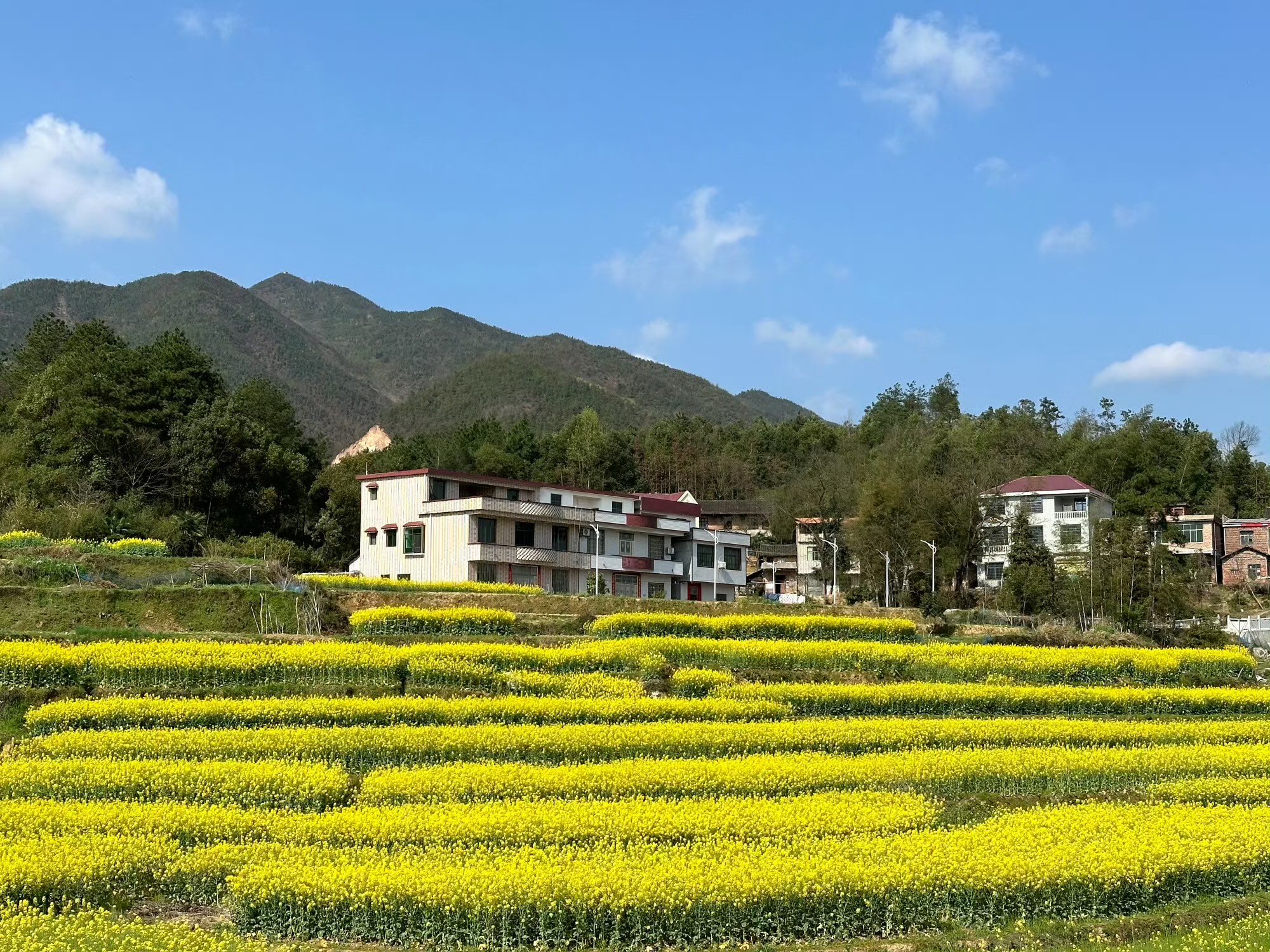 安顺平坝油菜花海图片