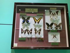 -上海昆虫博物馆