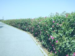 -上海滨江森林公园