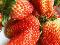 -建德果蔬乐园绪塘草莓基地