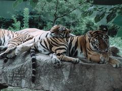 -上海野生动物园