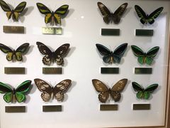 -上海昆虫博物馆