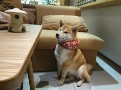 -柴务处·柴犬主题狗咖