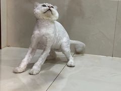 -乐琪宠物医院·犬猫专科·骨外科·急重症