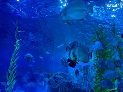 -芜湖新华联大白鲸海洋公园