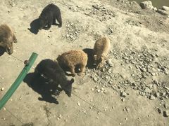 -新疆天山野生动物园