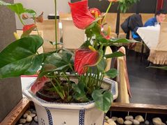 -峨嵋酒家(牡丹园店)