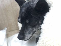 -北京观赏动物医院·24小时大型综合·猫专科·异宠专科