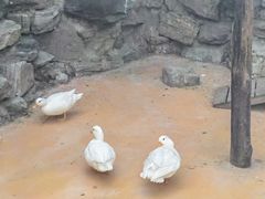-北京市海淀外国语实验学校