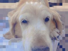 -百好乐宠物友好餐厅(朝外大街店)