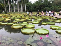 -西双版纳原始森林公园