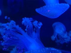 -梦幻海洋王国(吾悦广场张家港店)