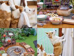 -柯斗斗主题餐厅·狗咖·围炉煮茶·茶饮(国瑞升平里店)