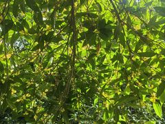 -找不到凉面(新都粮食局毗河油厂职工宿舍大院店)