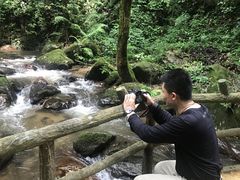 -莫里热带雨林景区