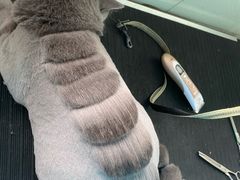 -瑞派宠物医院(搏威敦和院)