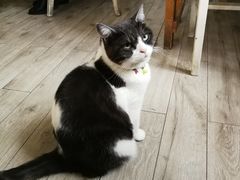 -海边的猫和咖啡馆