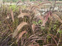 -广西壮族自治区药用植物园