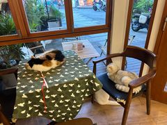 -有猫主题·治愈系猫咖(曾厝垵店)