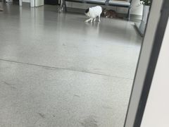 -凯瑞希宠物医院·狂犬免疫·微创·皮肤科