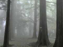 -天目山大树王景区