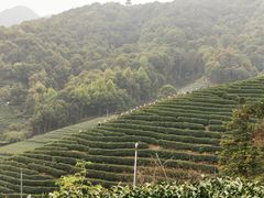 -龙坞茶村