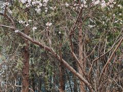 -北京凤凰岭