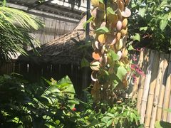 -Jungle Kitchen