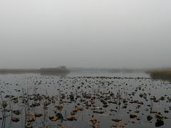 -白洋淀景区
