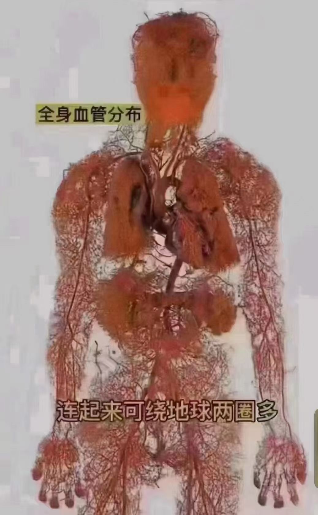 为什么要做血液排毒? 血管里面有个垃圾叫