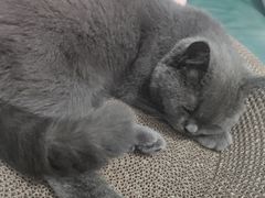 -安安宠物医院(情缘分院)