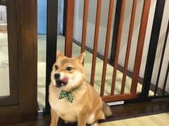 -逗柴咖啡屋·狗咖猫咖宠物桌游