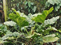 -昆明植物园