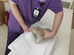 -萌兽医馆·眼科·异宠专科(三里屯店)