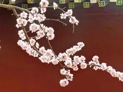 -桃花堤公园